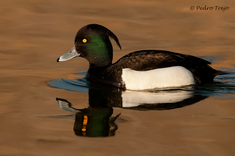 Porrón muñudo (Aythya fuligula)